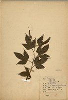 藏品(苦懸鉤子)的圖片